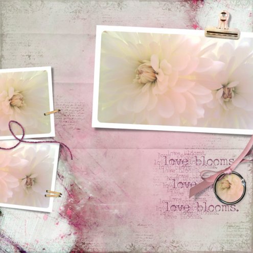 loveblooms-daisiesvalentines2012-plumhaze-lovefresco.jpg