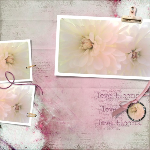 loveblooms-daisiesvalentines2012-plumhaze-lovefresco.jpg