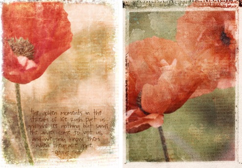 poppies-photoblend12.jpg