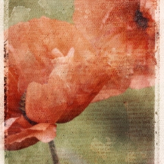 poppies-photoblend1.jpg