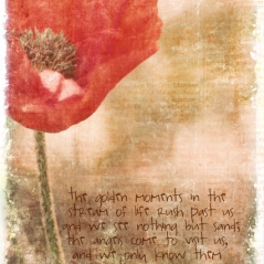 poppies-photoblend2-hardlight.jpg